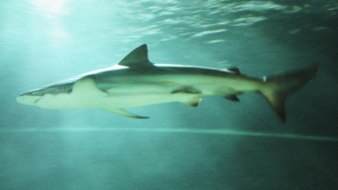 Carcharhinus brachyurus